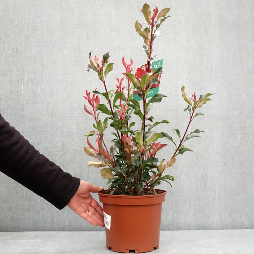 Esimerkki talvella toimitetusta Photinia fraseri Dynamo Red Pot de 4L/5L-taimesta