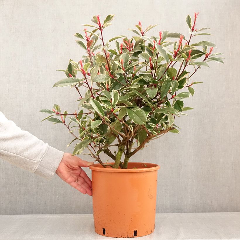 Esimerkki talvella toimitetusta Tarhapunamarja McLarlou Pot de 7,5L/10L-taimesta
