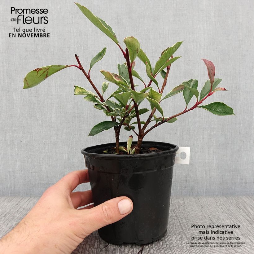 Esimerkki syksyllä toimitetusta Tarhapunamarja Pink Marble 1 litran / 1,5 litran ruukku-taimesta