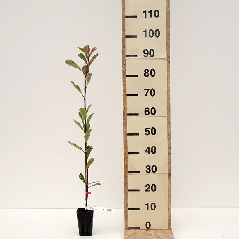 Esimerkki talvella toimitetusta Photinia fraseri Pink Marble Pot de 1L/1,5L-taimesta