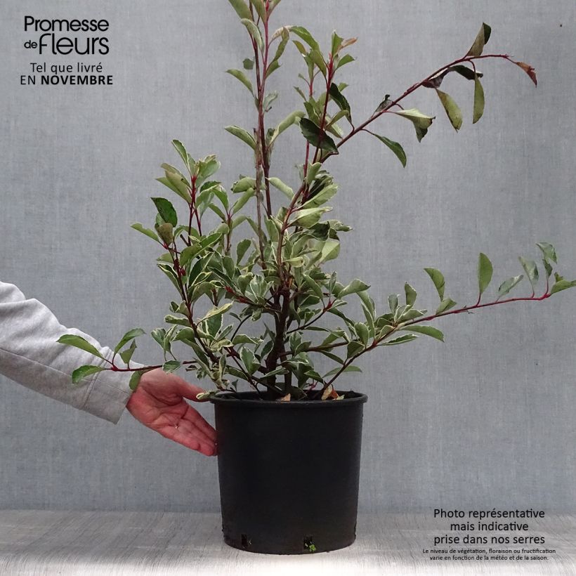 Esimerkki syksyllä toimitetusta Tarhapunamarja Pink Marble 7,5 litran / 10 litran ruukku-taimesta