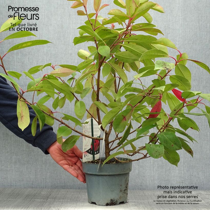 Esimerkki syksyllä toimitetusta Photinia fraseri Red Light Pot de 3L/4L-taimesta