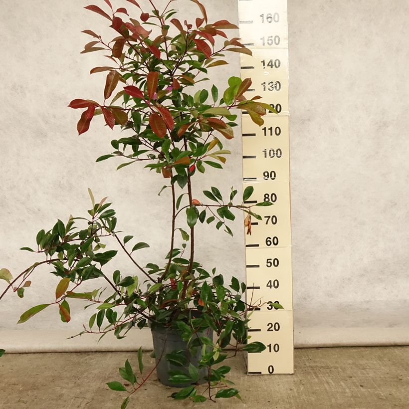 Esimerkki kesällä toimitetusta Tarhapunamarja Red Robin Ruukku 12L / 15L-taimesta