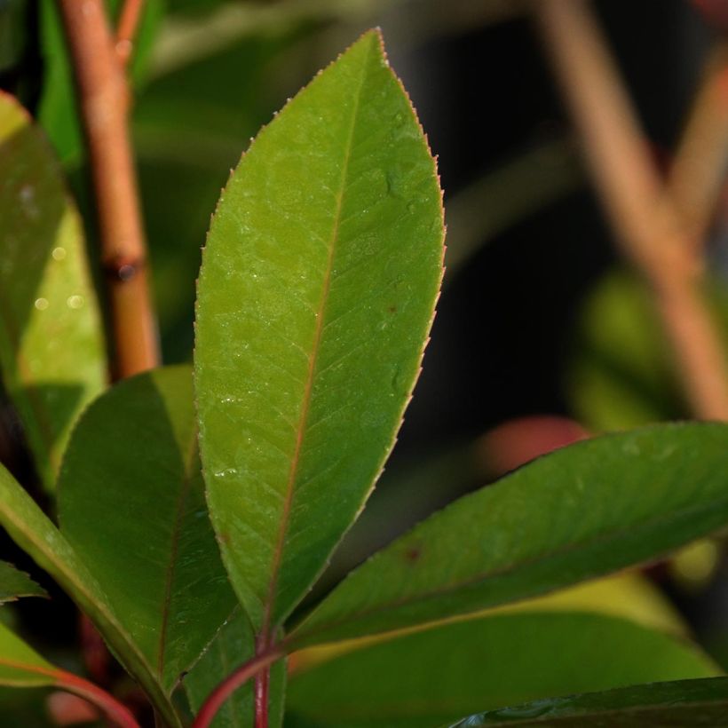 Tarhapunamarja Red Robin (Foliage)