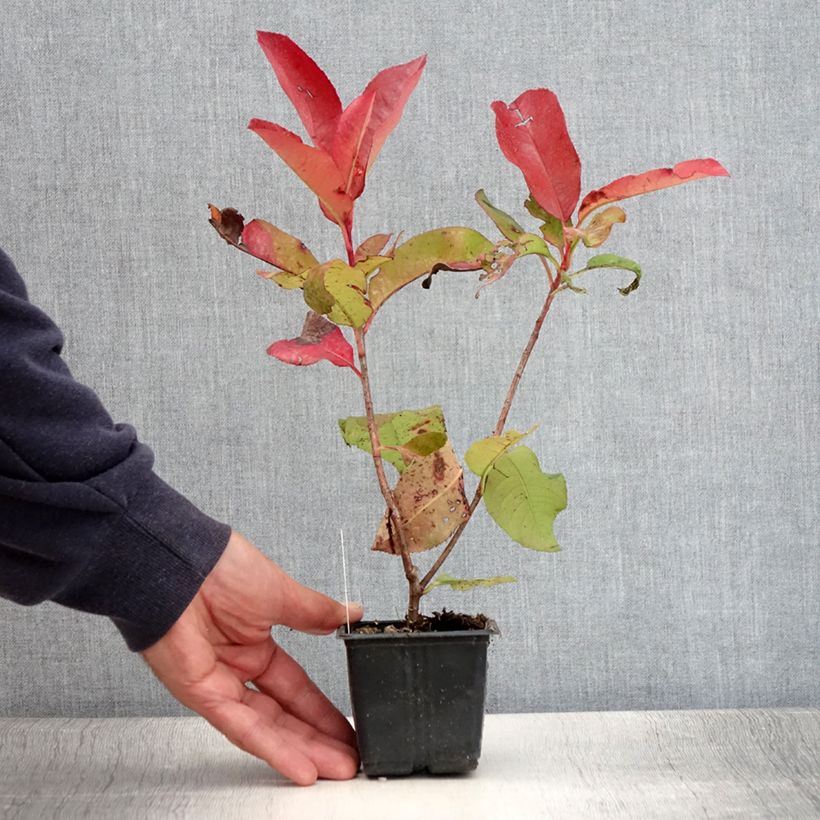 Esimerkki kesällä toimitetusta Tarhapunamarja Red Robin Blood 8/9 cm taimiruukku-taimesta