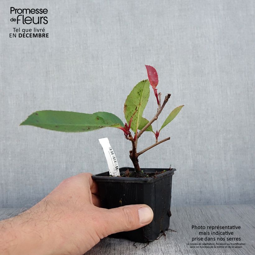 Esimerkki syksyllä toimitetusta Tarhapunamarja Red Robin 8/9 cm taimiruukku-taimesta