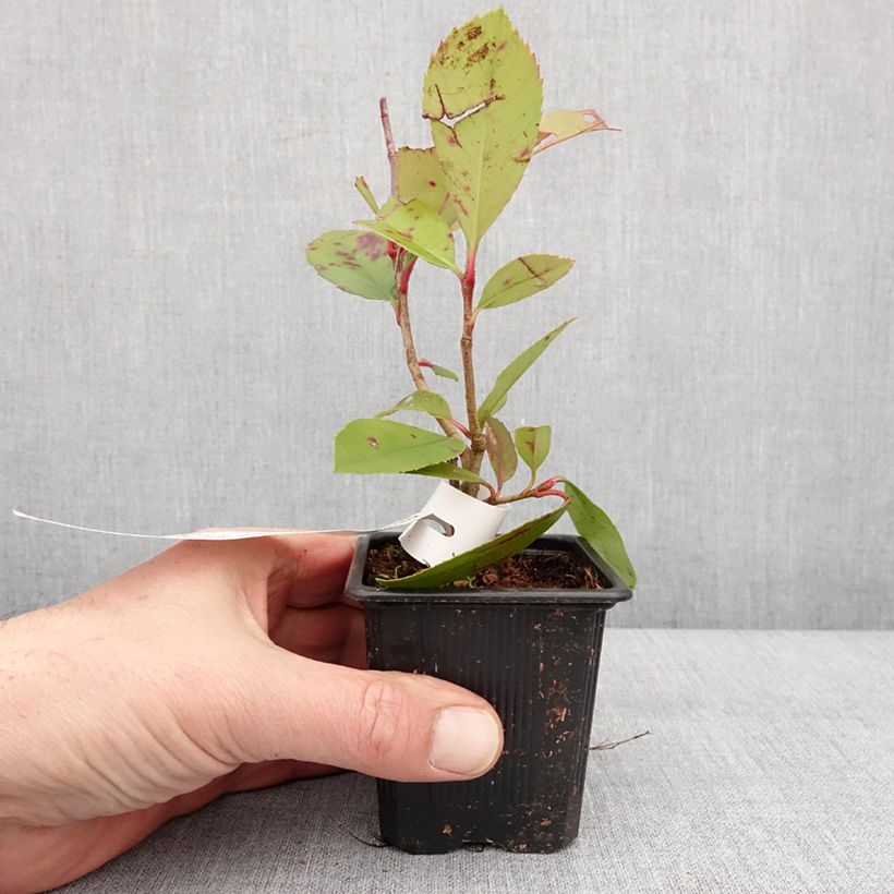 Esimerkki talvella toimitetusta Photinia fraseri Red Robin Godet de 8/9 cm-taimesta