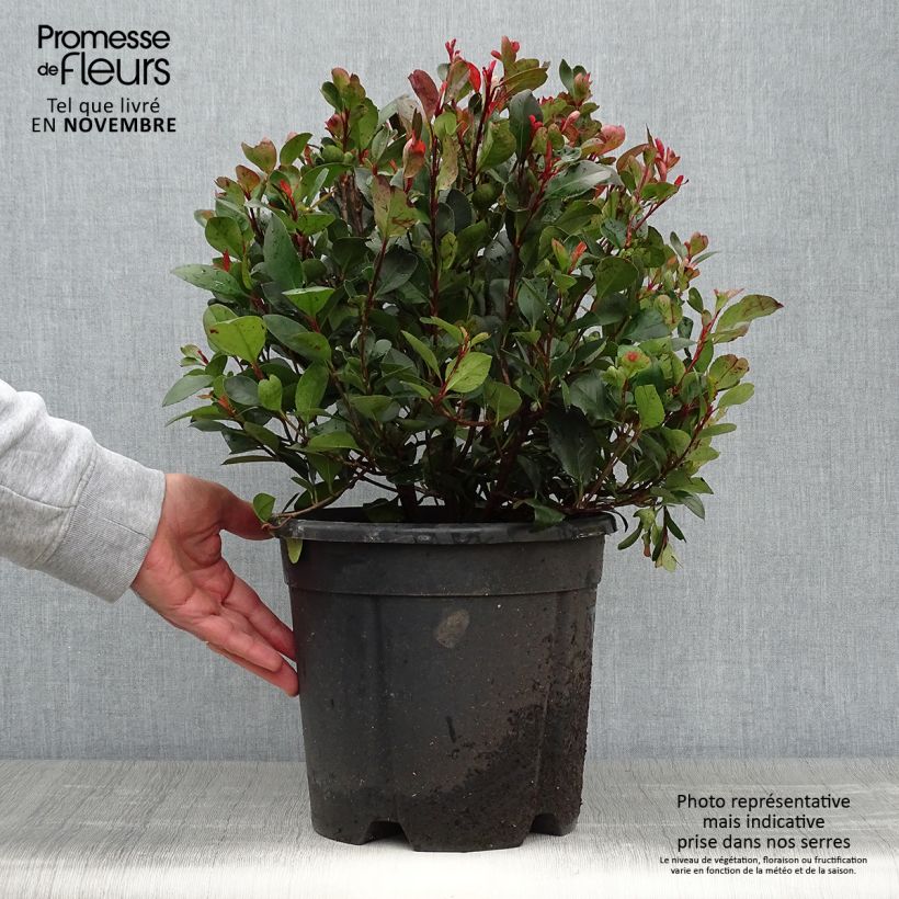 Esimerkki syksyllä toimitetusta Photinia Little Red Robin en pot de 10L-taimesta