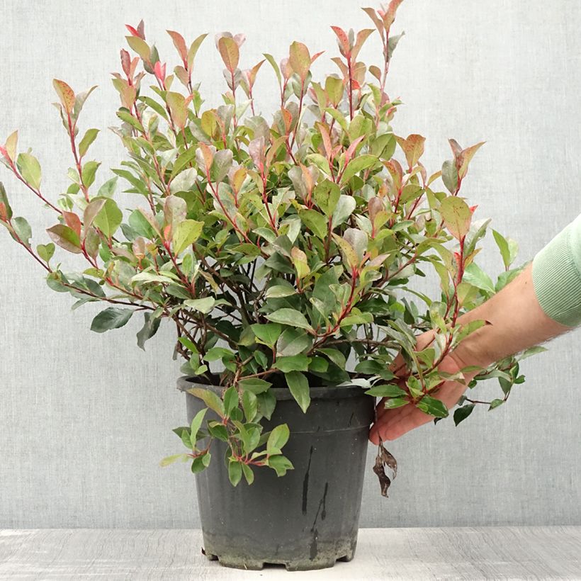 Esimerkki kesällä toimitetusta Photinia Little Red Robin en pot de 10L-taimesta