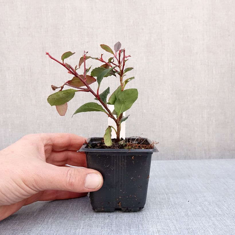 Esimerkki talvella toimitetusta Tarhapunamarja Little Red Robin 8/9 cm taimiruukku-taimesta