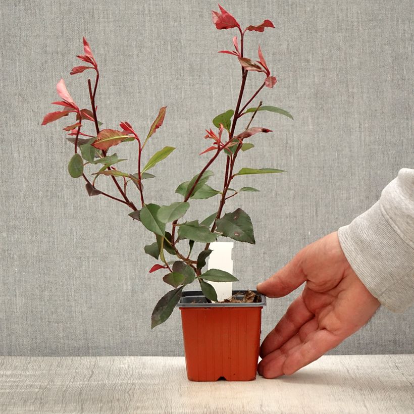 Esimerkki keväällä toimitetusta Tarhapunamarja Little Red Robin Taimiruukku 8/9 cm-taimesta