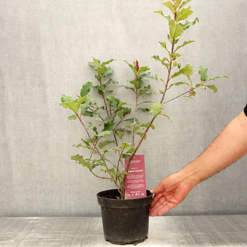 Esimerkki kesällä toimitetusta Tarhapunamarja Magical Volcano Pot de 2L/3L-taimesta