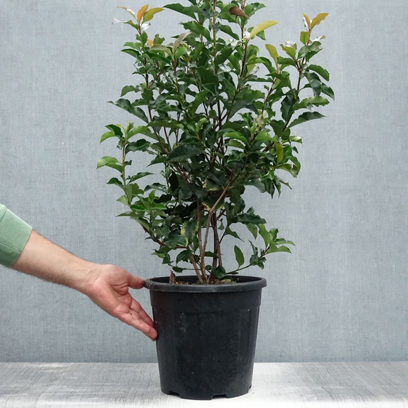 Esimerkki kesällä toimitetusta Tarhapunamarja Magical Volcano Pot de 7,5L/10L-taimesta