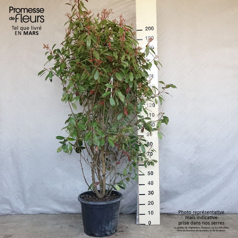 Example of Tarhapunamarja Red Robin Pot de 30L/35L as you get in printemps