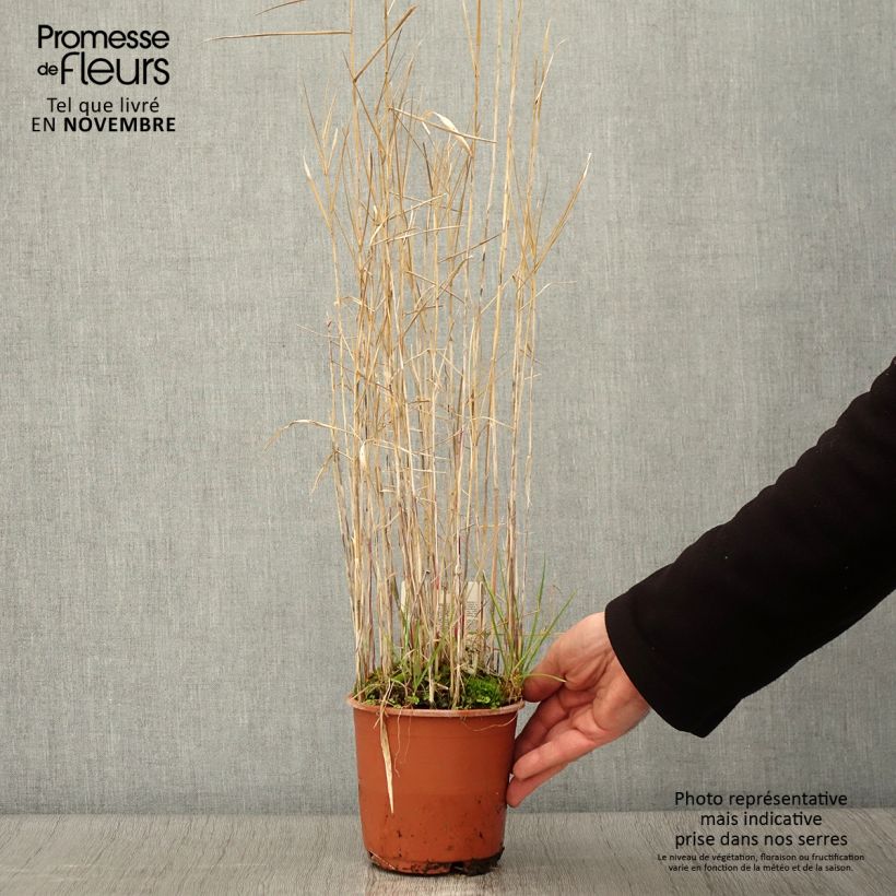 Esimerkki syksyllä toimitetusta Phragmites australis - Roseau commun Pot de 1L/1,5L-taimesta