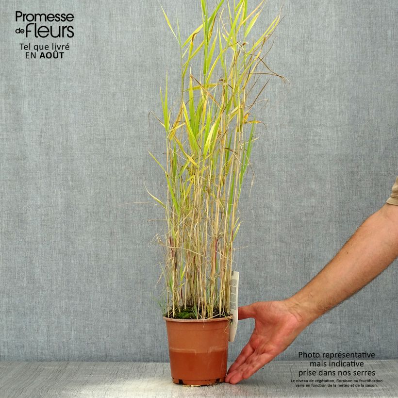 Esimerkki kesällä toimitetusta Järviruoko - Phragmites australis Ruukku 1L / 1,5L-taimesta
