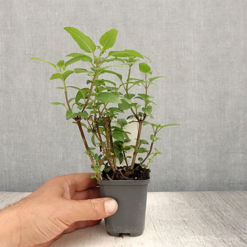Esimerkki kesällä toimitetusta Kafferinkukka - Phygelius capensis Taimiruukku 8/9 cm-taimesta