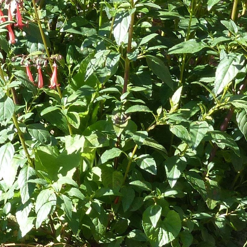 Kafferinkukka African Queen (Lehvistö)