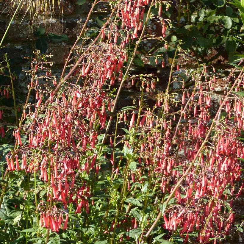 Kafferinkukka African Queen (Kukinta)