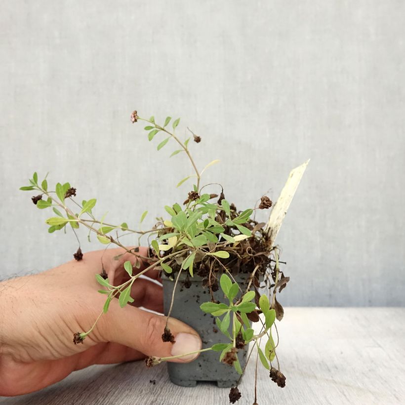 Esimerkki syksyllä toimitetusta Phyla nodiflora var. canescens 7/8 cm taimiruukku-taimesta
