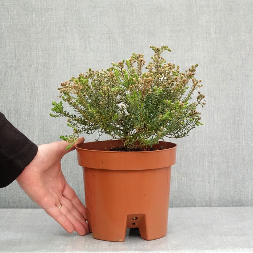 Esimerkki talvella toimitetusta Phylica ericoides 3 litran/4 litran ruukku-taimesta