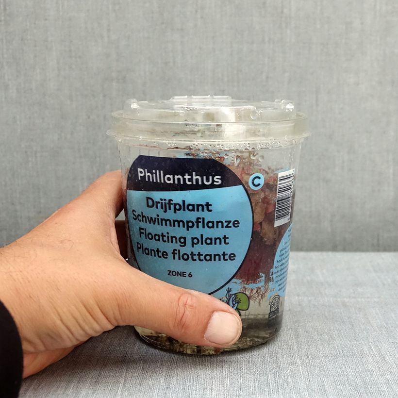 Esimerkki keväällä toimitetusta Kellustyräkki - Phyllanthus fluitans Laatikko-taimesta