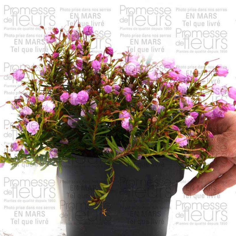 Esimerkki toimitetusta Phylliopsis hillieri Sprite Pot de 1L/1,5L-taimesta