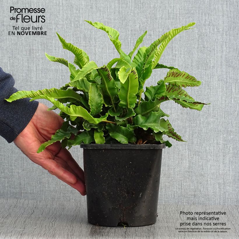 Esimerkki syksyllä toimitetusta Hirvensaniainen - Phyllitis scolopendrium 2 litran/3 litran ruukku-taimesta