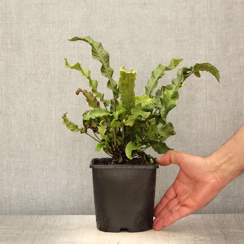Esimerkki kesällä toimitetusta Hirvensaniainen - Phyllitis scolopendrium Pot de 2L/3L-taimesta