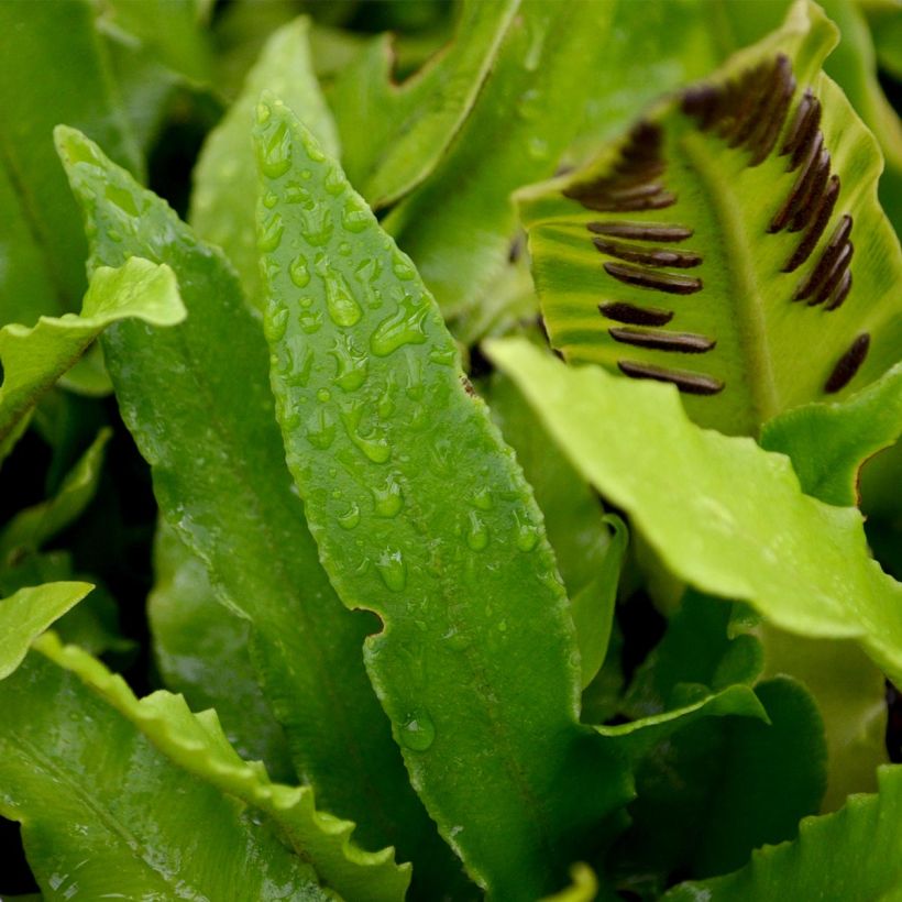 Hirvensaniainen - Phyllitis scolopendrium (Lehvistö)