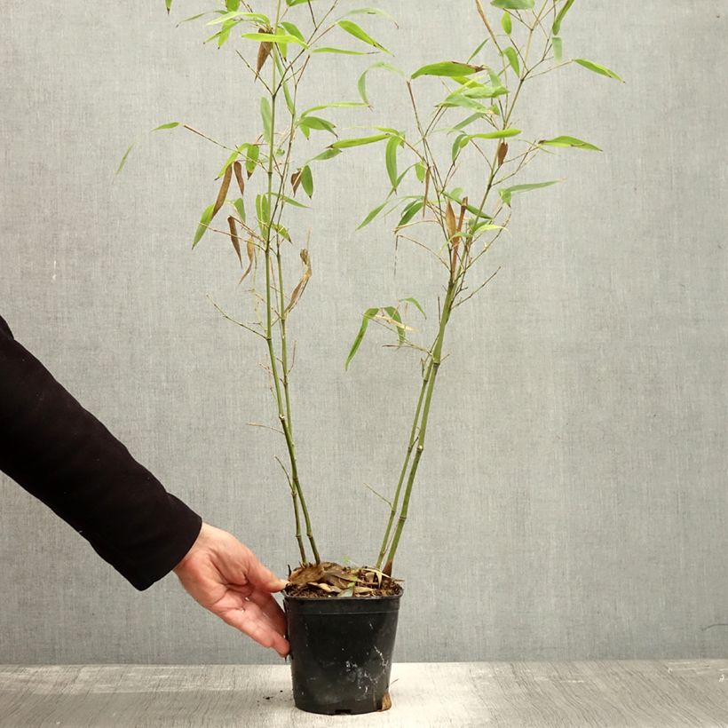Esimerkki syksyllä toimitetusta Bambu Green Perfume 2 litran/3 litran ruukku-taimesta