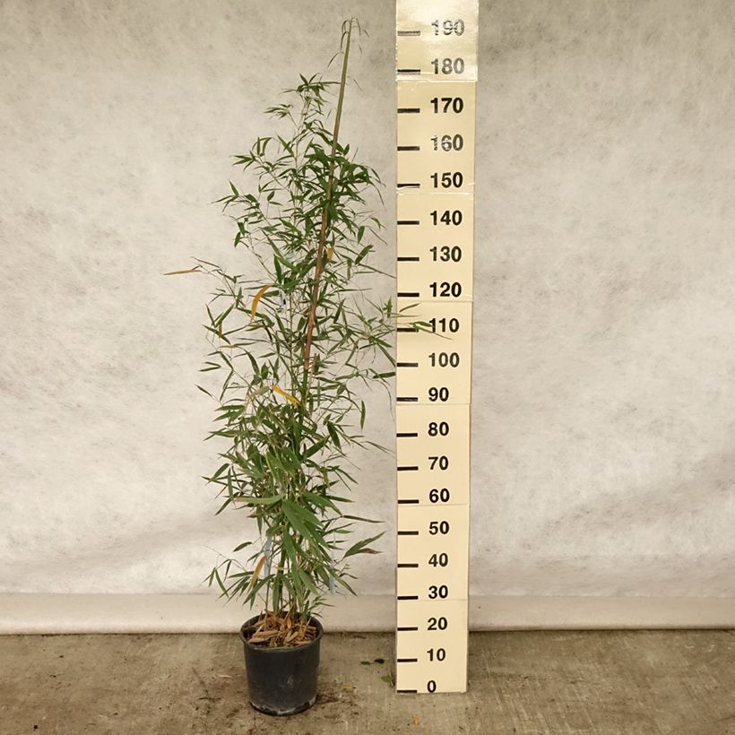Esimerkki kesällä toimitetusta Bambu Holochrysa Pot de 12L/15L-taimesta