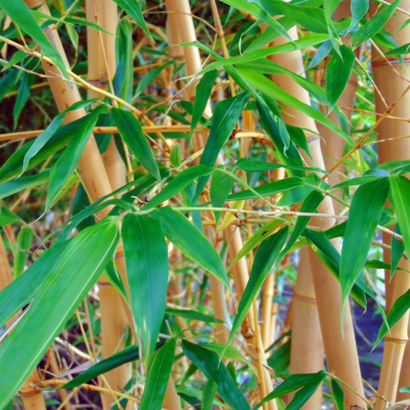 Jättibambu Aureocaulis (Lehvistö)