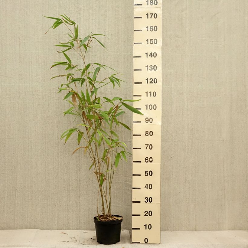 Esimerkki syksyllä toimitetusta Bambu - Phyllostachys edulis (pubescens) 4 litran/5 litran ruukku-taimesta