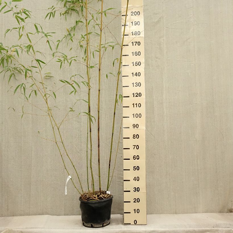 Esimerkki syksyllä toimitetusta Bambu - Phyllostachys flexuosa 12 litran/15 litran ruukku-taimesta