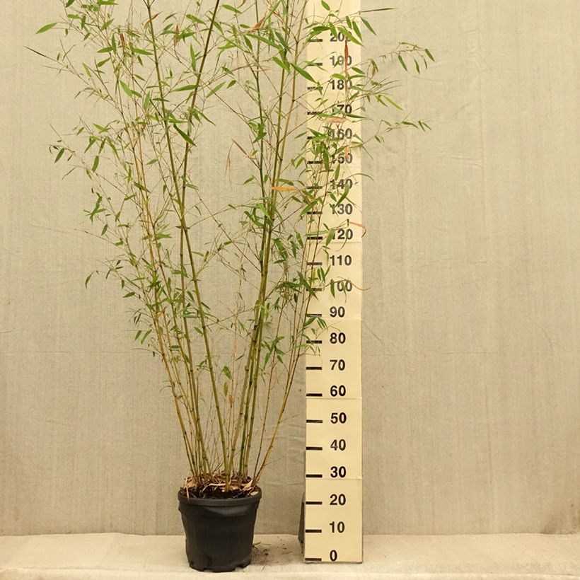 Esimerkki kesällä toimitetusta Bambu - Phyllostachys flexuosa 12 litran/15 litran ruukku-taimesta