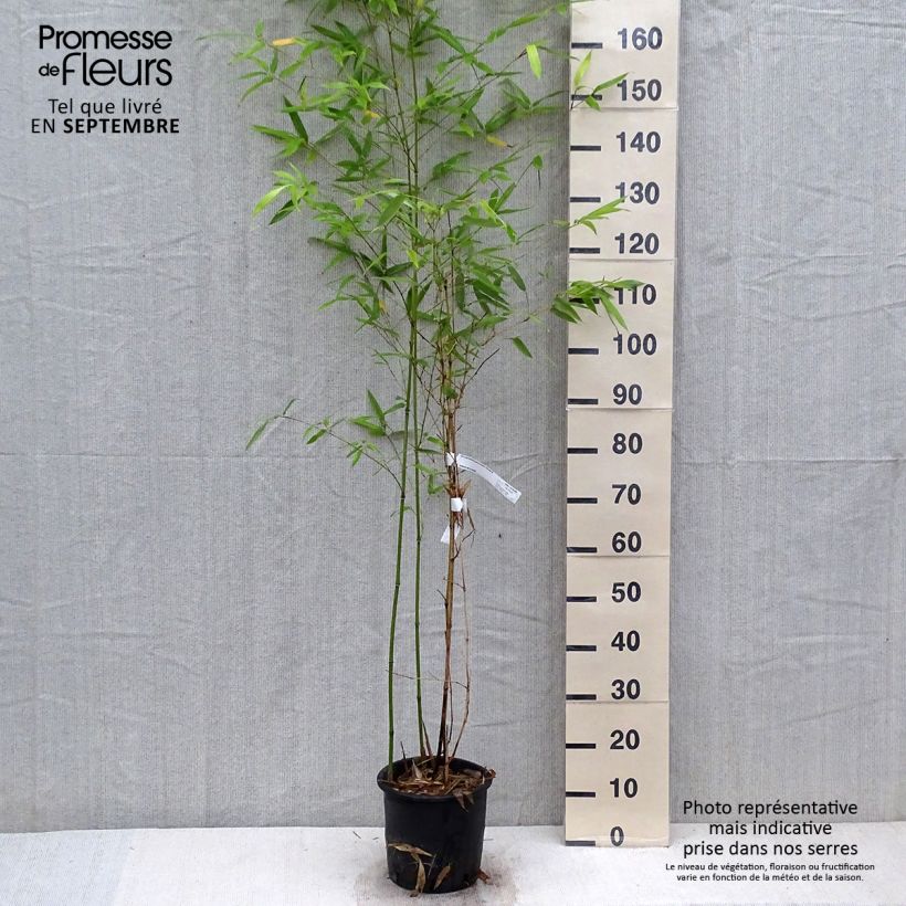 Esimerkki syksyllä toimitetusta Bambu - Phyllostachys glauca 4 litran/5 litran ruukku-taimesta