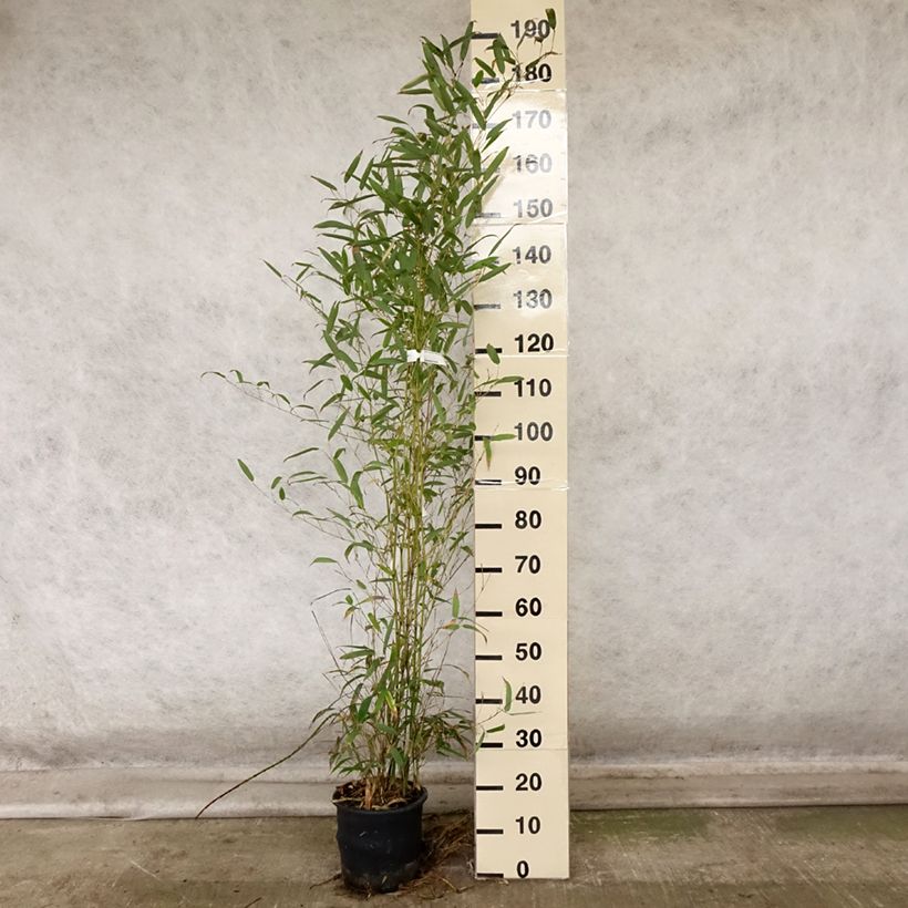 Esimerkki syksyllä toimitetusta Bambu - Phyllostachys heteroclada 4 litran/5 litran ruukku-taimesta