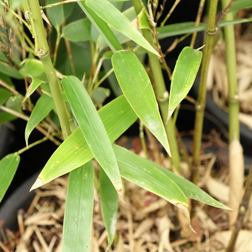 Bambu - Phyllostachys heteroclada (Lehvistö)
