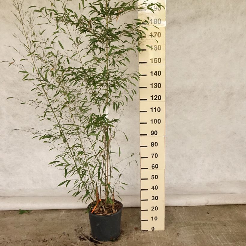 Esimerkki kesällä toimitetusta Mustabambu Boryana Pot de 12L/15L-taimesta
