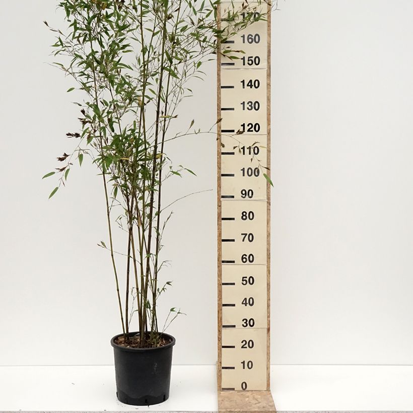 Esimerkki talvella toimitetusta Phyllostachys nigra Boryana - Bambou géant Pot de 12L/15L-taimesta