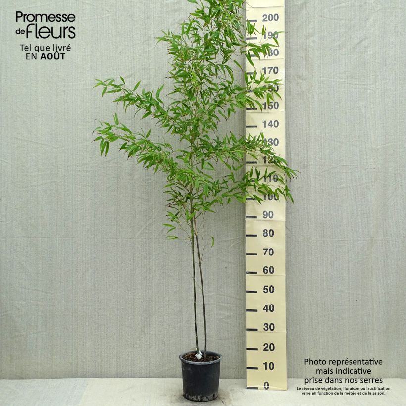 Esimerkki kesällä toimitetusta Mustabambu Boryana Pot de 4L/5L-taimesta
