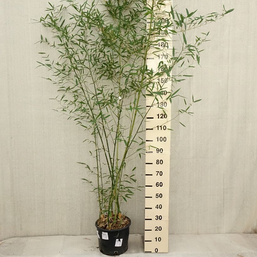 Esimerkki syksyllä toimitetusta Bambu - Phyllostachys parviflora 12 litran/15 litran ruukku-taimesta