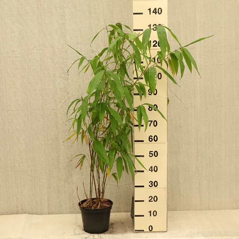 Esimerkki kesällä toimitetusta Bambu - Phyllostachys parviflora Pot de 12L/15L-taimesta