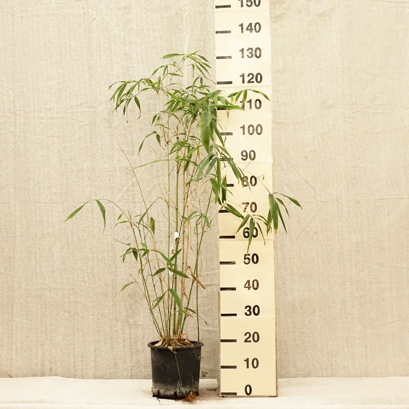 Esimerkki keväällä toimitetusta Bambu - Phyllostachys rubromarginata Pot de 4L/5L-taimesta
