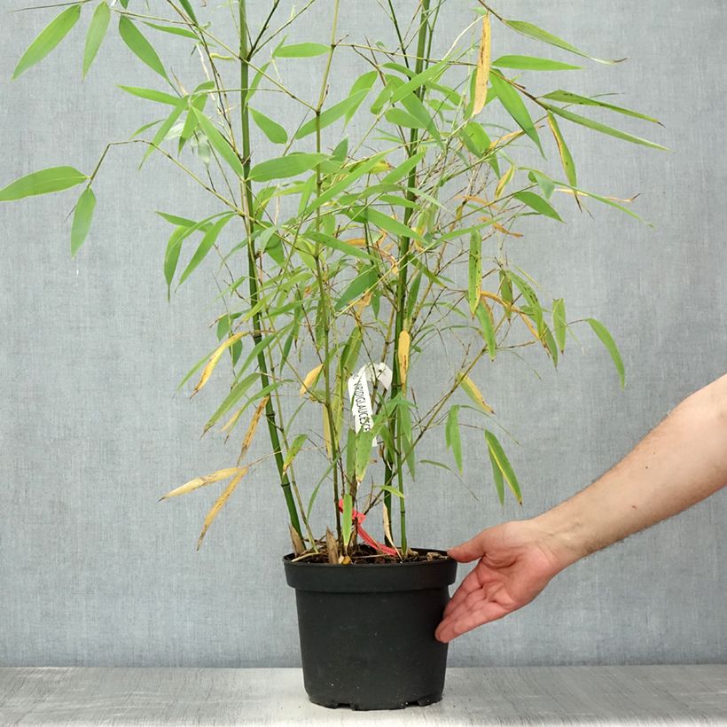 Esimerkki kesällä toimitetusta Bambu - Phyllostachys viridiglaucescens Pot de 4L/5L-taimesta