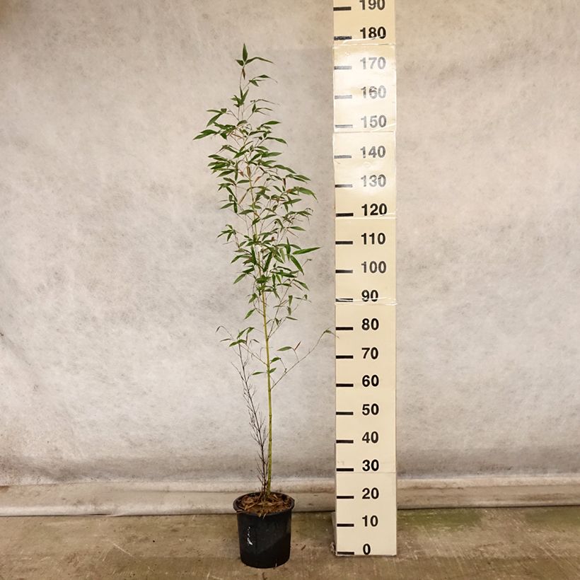 Esimerkki syksyllä toimitetusta Bambu Sulphurea (Robert Young) 4 litran/5 litran ruukku-taimesta