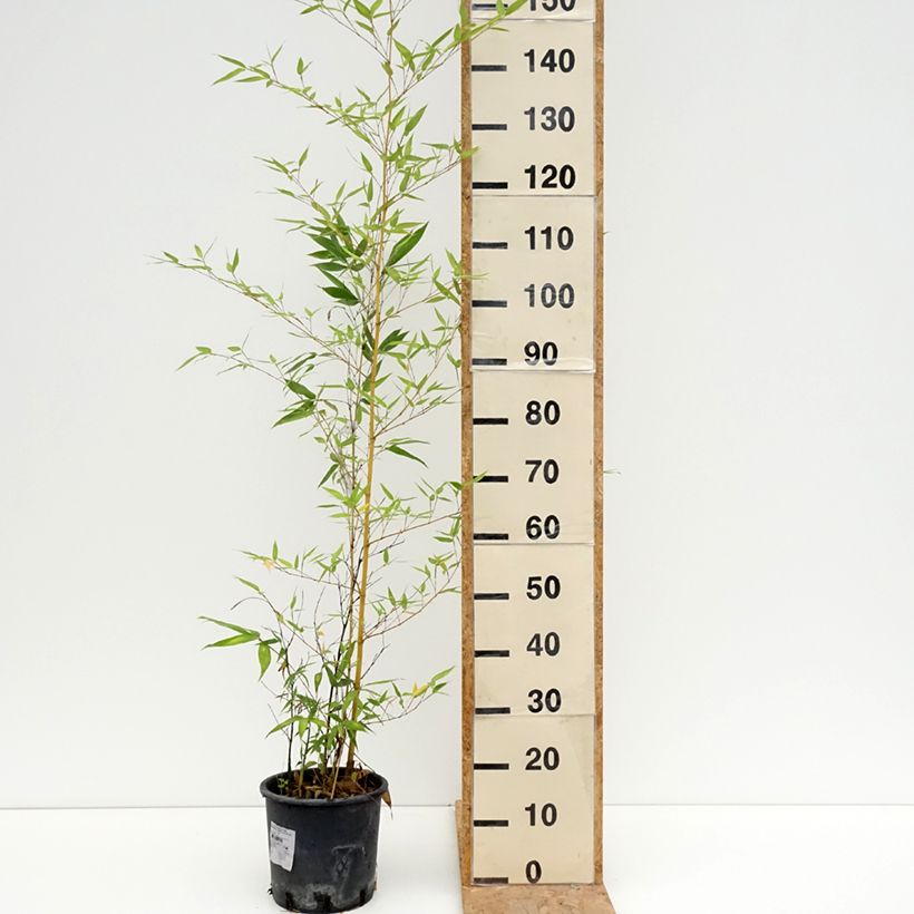 Esimerkki kesällä toimitetusta Bambu Sulphurea (Robert Young) Pot de 4L/5L-taimesta