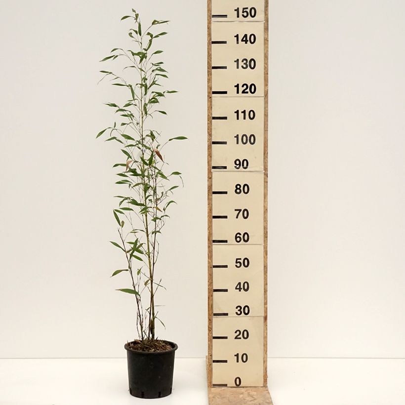 Esimerkki talvella toimitetusta Phyllostachys viridis Sulphurea - Bambou Pot de 4L/5L-taimesta