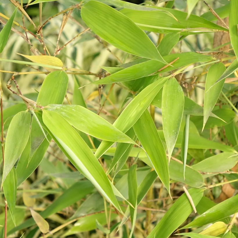 Bambu Sulphurea (Robert Young) (Lehvistö)